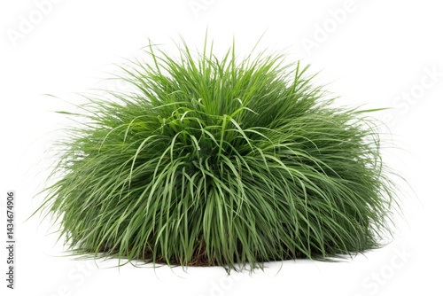 Set of Miscanthus sinensis gracillimus and Pennisetum setaceum rubrum isolated png on a transparent background perfectly cutout high resolution
