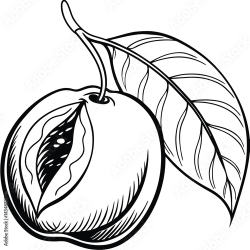 Hand-drawn illustration of a fruit with a leaf