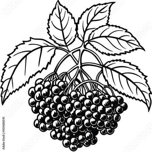 Black and white illustration of berries and leaves