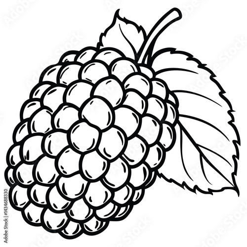 Hand-drawn black and white illustration of a raspberry