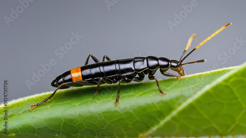 Earwig on leaf, macro photo