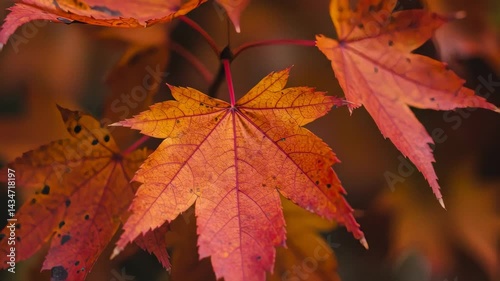 Close Up Red And Orange Autumn Maple Leaves