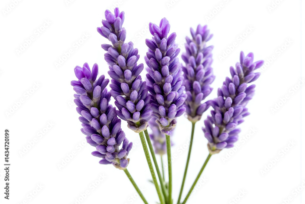 Obraz premium bunch of lavender flowers on a white background 21