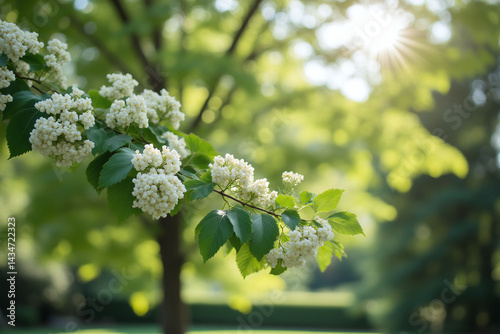 close up of a white flower on a tree branch