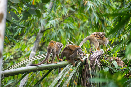 Canvas Print Ecuadorian squirrel monkey (Saimiri cassiquiarensis macrodon) mothers with babie