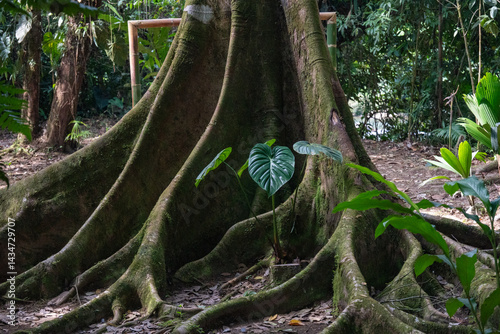 Plant growing in the roots of a kapok tree at a jungle lodge in Archidona, in Napo province, Ecuador
