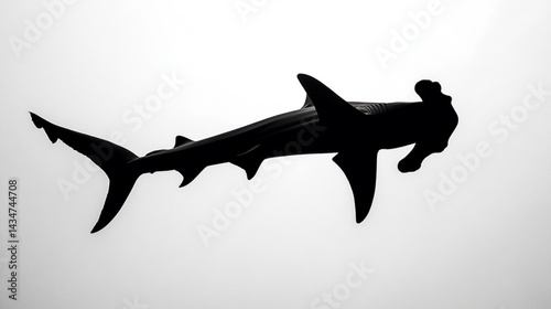 Hammerhead shark silhouette ocean predator marine life underwater animal sea creature wildlife danger black