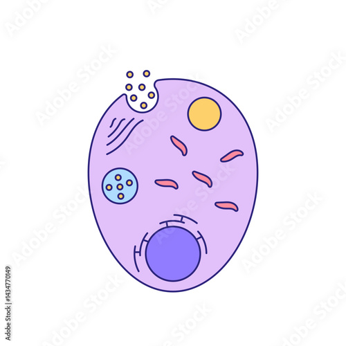 Plasmodium illustration