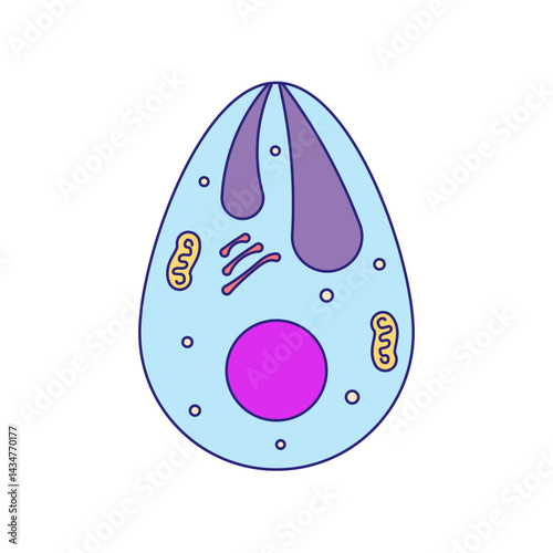 Plasmodium illustration