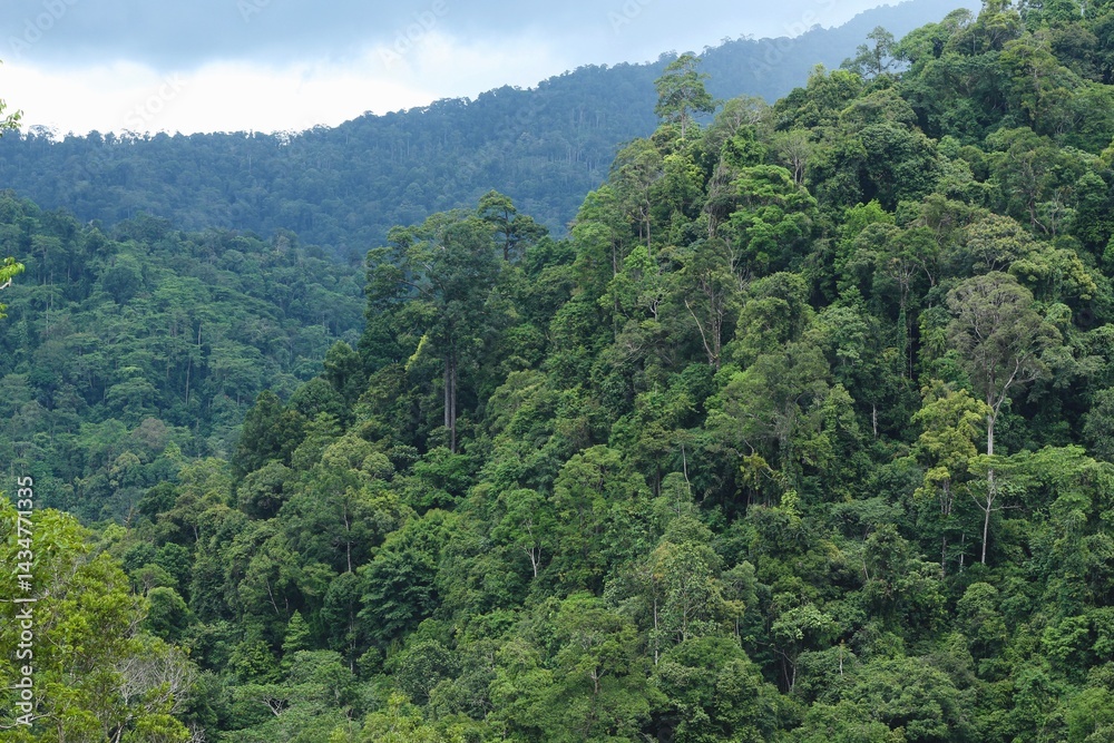 Fototapeta premium Deep of Meratus Mountain in Borneo Rainforest, Tanah Bumbu, Indonesia