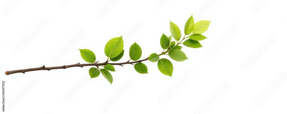 Single branch of tree isolated on white background, twig, solo Single branch of tree isolated on white background, twig, solo