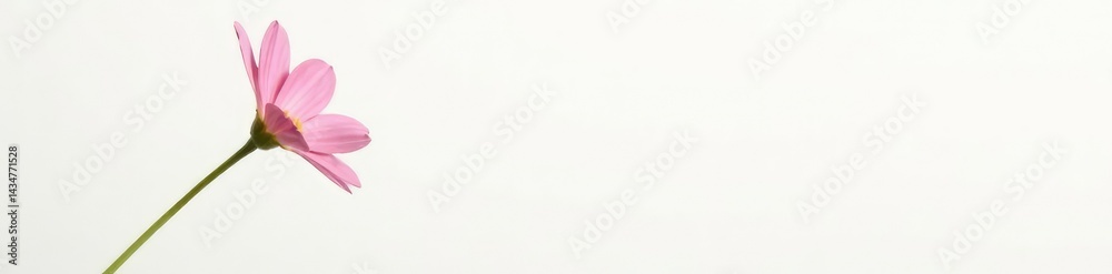 Fototapeta premium Single stem of delicate flower on white background, flowers, botanicals, plant detail