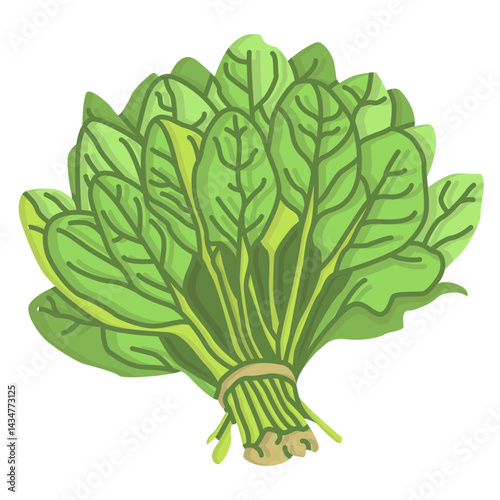spinach vegetable