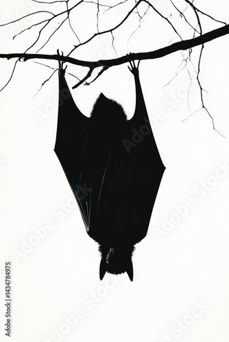 Bat hanging upside down illustration, halloween bat, flying fox, black and white art image 95