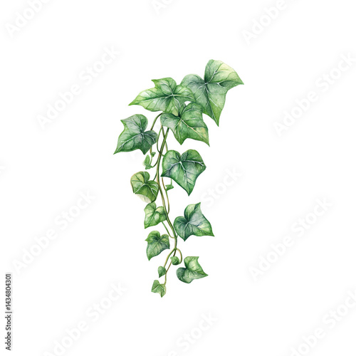 ivy flower watercolor illustration with delicate petals and details.
