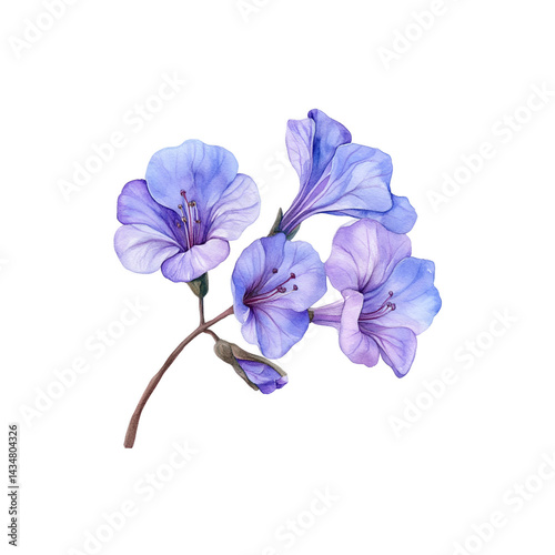 jacaranda flower watercolor illustration with delicate petals and details.