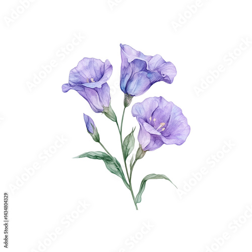 lisianthus flower watercolor illustration with delicate petals and details.