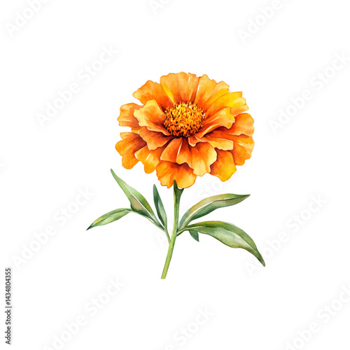 marigold flower watercolor illustration with delicate petals and details.