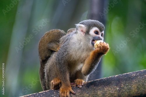 Close up of an Ecuadorian squirrel monkey (Saimiri cassiquiarensis macrodon) mother eating a banana with a baby on her back at a jungle lodge in Archidona, in Napo province, Ecuador
