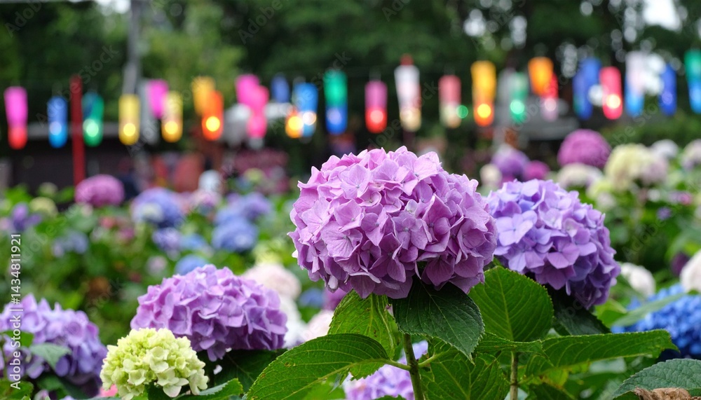 Fototapeta premium 庭に咲く紫陽花が風に揺れ、ペンライトの光が祝祭のムードを彩るシーン