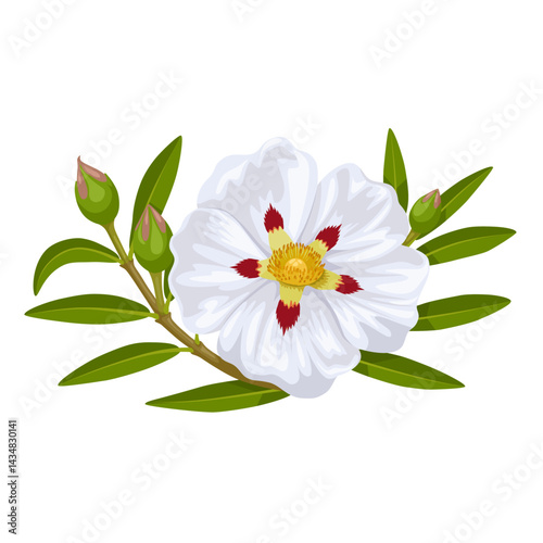 Illustration of Cistus ladanifer flower, Common names include gum rockrose, labdanum, common gum cistus, and brown-eyed rockrose. isolated on white background.