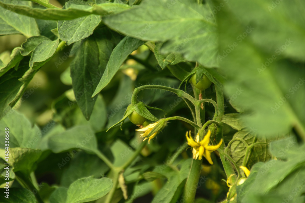 Fototapeta premium Green unripe tomatoes growing in greenhouse, Tomato plants in greenhouse Green tomatoes plantation. Green and unripe tomatoes hang on plant. Tomato cultivation, Green tomato plants in greenhouse