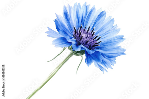 A vibrant blue cornflower with a purple center stands out against a dark background