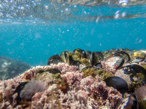 Photography Mussels in their natural habitat, mussels on rocks undersea, group of common mussels together underwater, Sea waves hitting wild mussel on rocks, seafood, nature sea background, black mussels shells