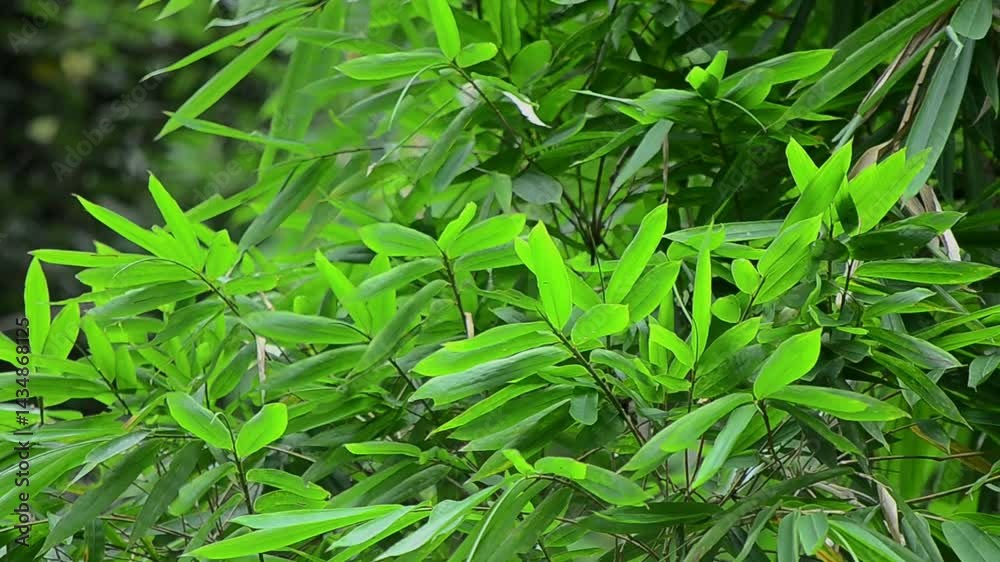 green bamboo leaves blowing in the wind