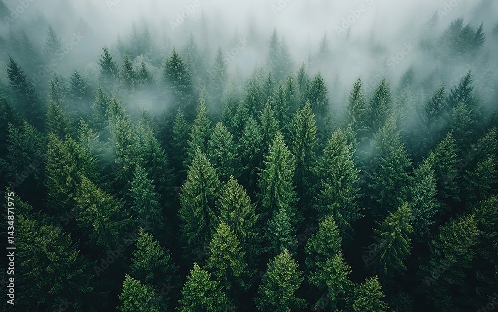 Aerial view of a dense forest with a misty atmosphere Aerial view of a dense forest with a misty atmosphere