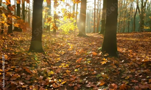 Golden Autumn Forest Serenity