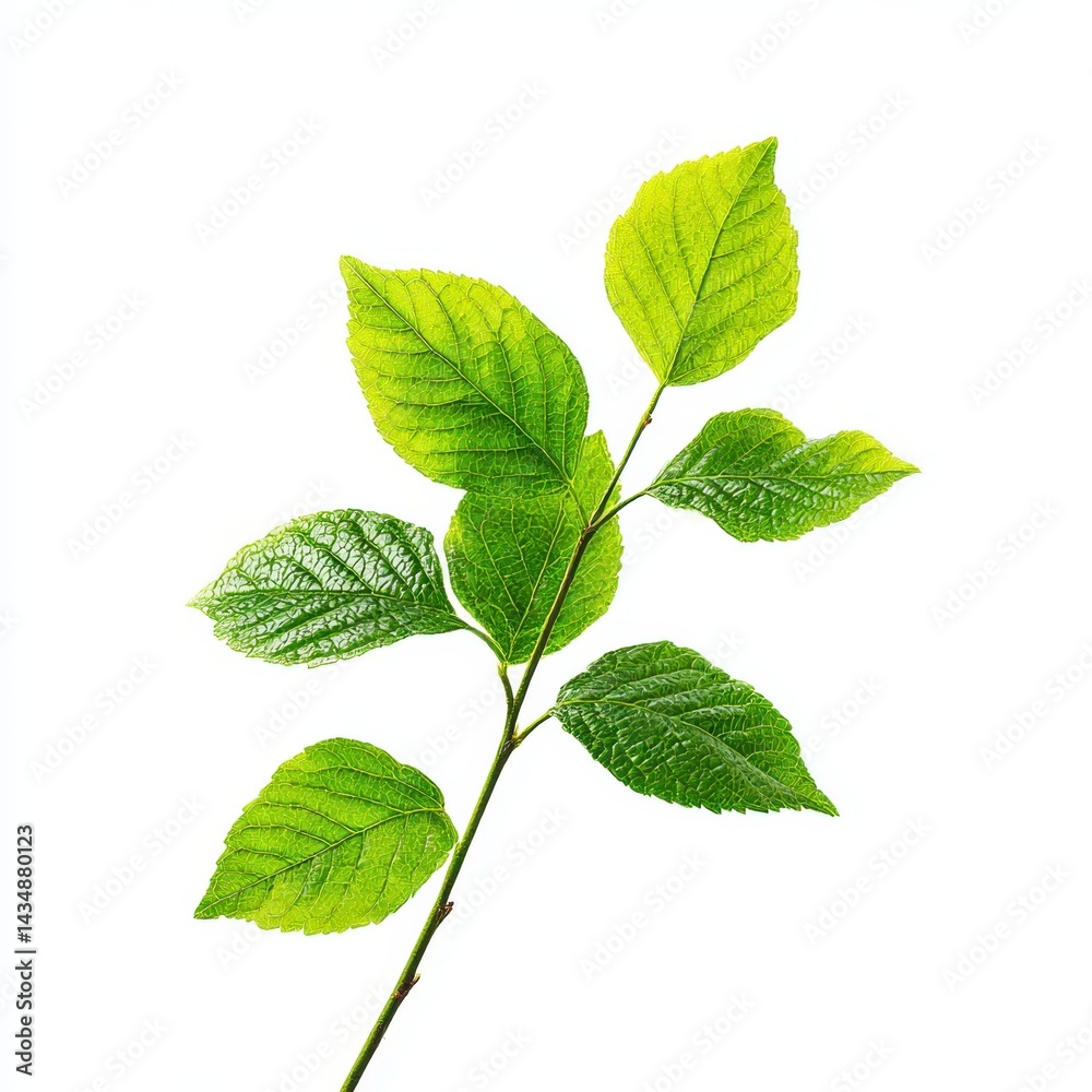 Fototapeta premium Green leafy branch with vibrant leaves