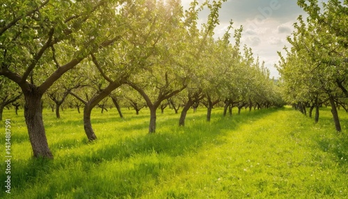 Yard with a huge tree in Istria, Croatia
1