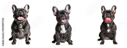 Set of cute French Bulldog sitting with its tongue out and a friendly look isolated on a white or transparent background.
