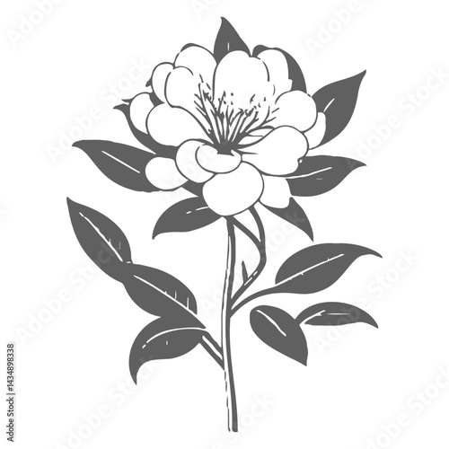 Elegant botanical illustration of a blossoming camellia with textured foliage
