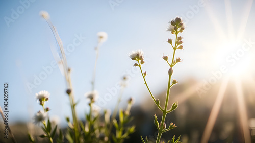 Backlit shot of alpine wild  flower Artemisia Genipi Weber (Artemisia Spicata) . This plant is the basis of the tonic liquor Genepi. Photo taken at an altitude of 2800 meters.