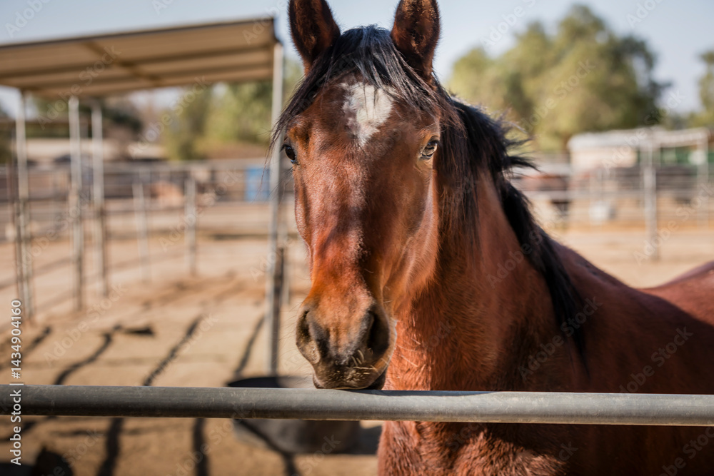 Fototapeta premium brown horse portrait