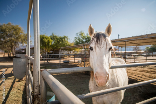 horse in the stable