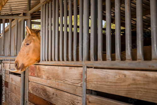 horse in stable