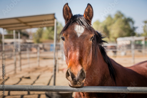 brown horse portrait