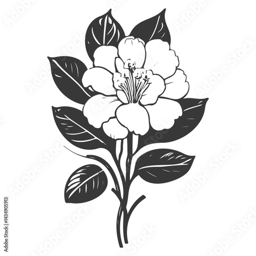 Elegant Floral Design: A Botanical Illustration of a Blooming Camellia Flower