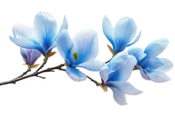 Spring blue magnolia branch corner border, transparent background for floral design