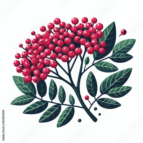 black, elderberry, berry, nature, healthy, herbal, branch, fruit, elder, fresh, organic, sambucus, food, botanical, background, leaf, plant, green, wild, natural, juicy, medicine, ripe, twig, isolated