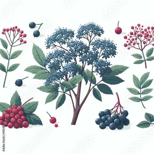 black, elderberry, berry, nature, healthy, herbal, branch, fruit, elder, fresh, organic, sambucus, food, botanical, background, leaf, plant, green, wild, natural, juicy, medicine, ripe, twig, isolated