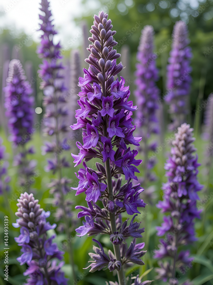 Naklejka premium Ramo di salvia