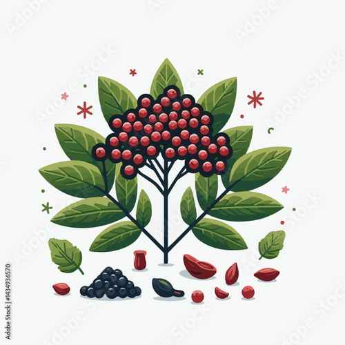 black, elderberry, berry, nature, healthy, herbal, branch, fruit, elder, fresh, organic, sambucus, food, botanical, background, leaf, plant, green, wild, natural, juicy, medicine, ripe, twig, isolated