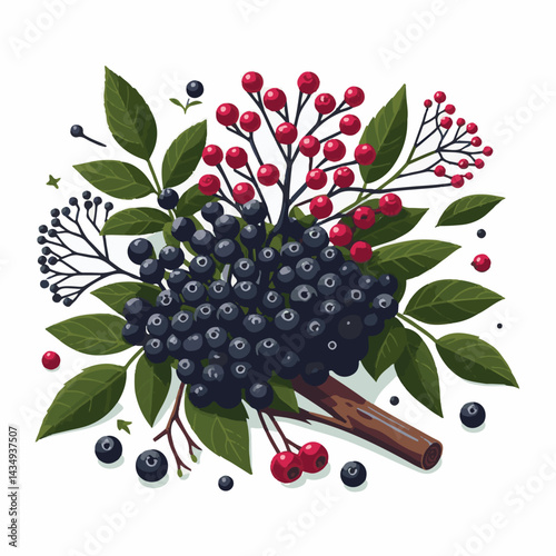black, elderberry, berry, nature, healthy, herbal, branch, fruit, elder, fresh, organic, sambucus, food, botanical, background, leaf, plant, green, wild, natural, juicy, medicine, ripe, twig, isolated