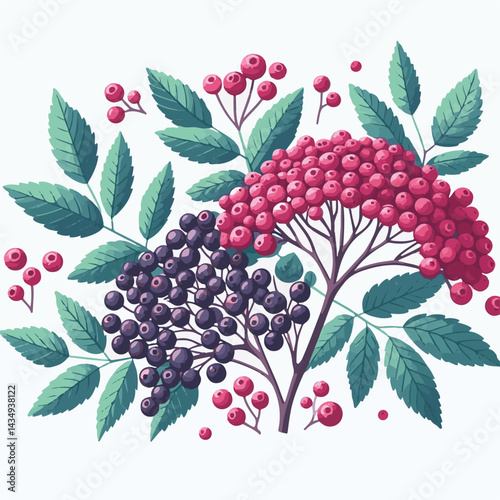 black, elderberry, berry, nature, healthy, herbal, branch, fruit, elder, fresh, organic, sambucus, food, botanical, background, leaf, plant, green, wild, natural, juicy, medicine, ripe, twig, isolated