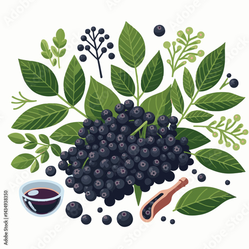 black, elderberry, berry, nature, healthy, herbal, branch, fruit, elder, fresh, organic, sambucus, food, botanical, background, leaf, plant, green, wild, natural, juicy, medicine, ripe, twig, isolated