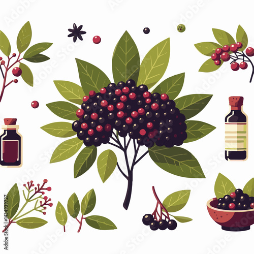 black, elderberry, berry, nature, healthy, herbal, branch, fruit, elder, fresh, organic, sambucus, food, botanical, background, leaf, plant, green, wild, natural, juicy, medicine, ripe, twig, isolated